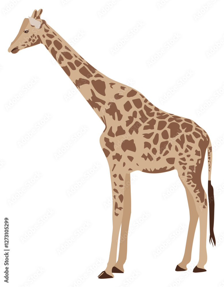 Naklejka premium Tall Giraffe isolated on white background. Savannah standing brown spotted Rothschilds girafe drawing cut out icon, profile view. Safari southern hoofed mammal side view, vector flat design eps 10