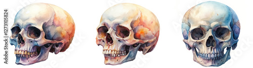 Watercolor skull illustration, artistic anatomy study, colorful shading, anatomical detail, educational purpose, medical art.