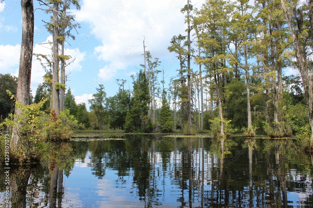 Obraz premium Serene swamp landscape with cypress trees.