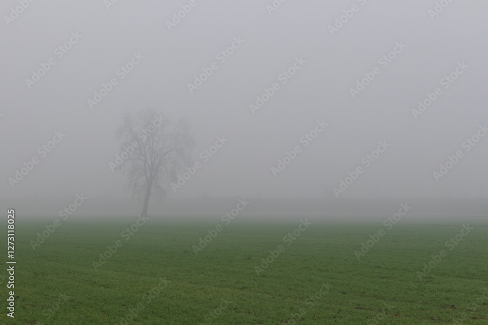 Po Valley fog landscape panorama vision trees Po Valley fog landscape panorama vision trees