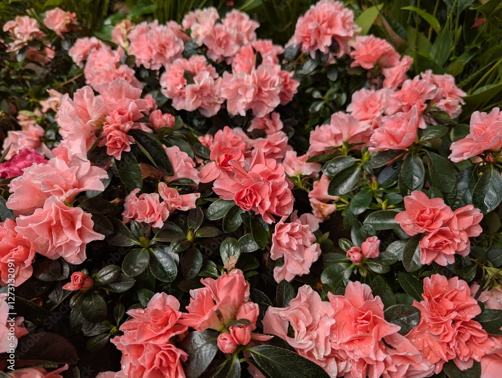 Close up on pink Azalea flowers Close up on pink Azalea flowers