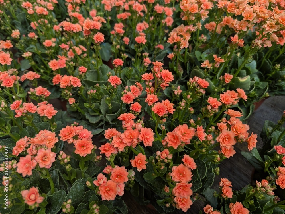 Close up of orange Kalanchoe flowers (Widow's-thrill) Close up of orange Kalanchoe flowers (Widow's-thrill)