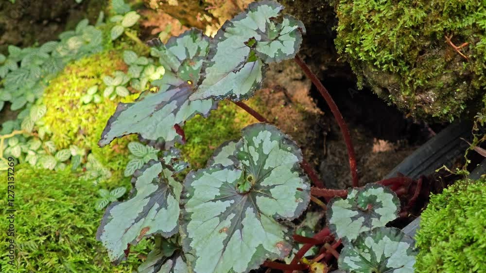painted leaf begonia in a pot with green moss.
painted leaf begonia in a pot with green moss.