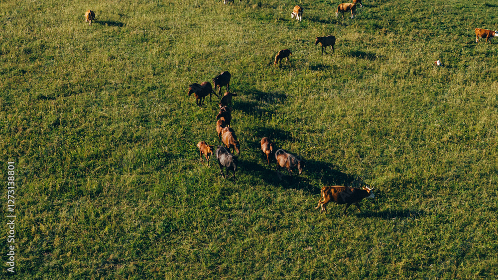 A group of horses grazing on lush green meadows under the warm glow of a sunset, creating a serene and picturesque scene A group of horses grazing on lush green meadows under the warm glow of a sunset, creating a serene and picturesque scene