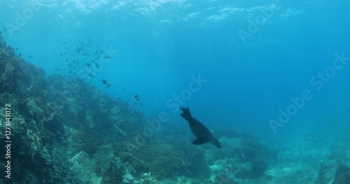 Wallpaper Mural The Reefs of the Sea of Cortez: A Vibrant Underwater World Torontodigital.ca