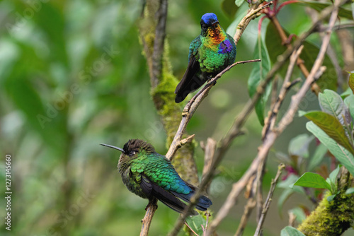 Two Fiery-throated Hummingbirds (Panterpe insignis) on a branch, Costa Rica photo