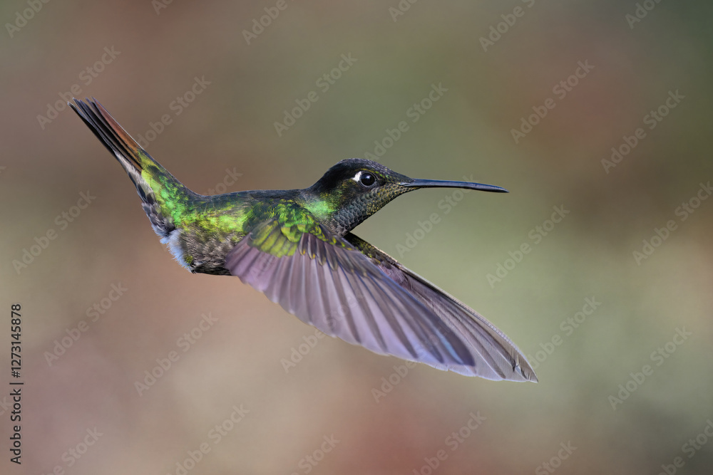 Fototapeta premium Flying Talamanca hummingbird or admirable hummingbird (Eugenes spectabilis), Costa Rica