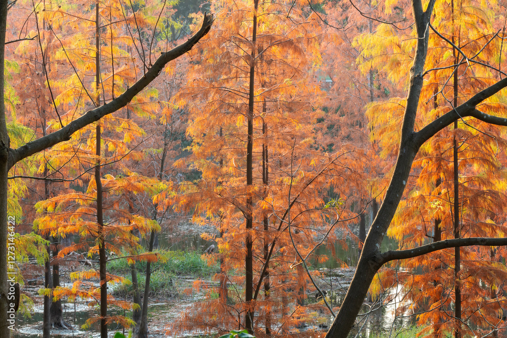 autumn forest at sunset autumn forest at sunset