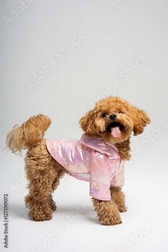 Ginger dog of the Maltese breed in a jacket