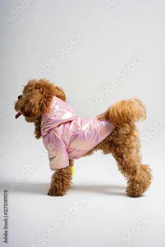 Ginger dog of the Maltese breed in a jacket