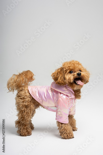 Ginger dog of the Maltese breed in a jacket