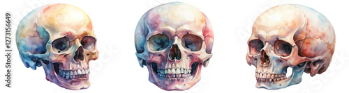 Watercolor skull illustrations, artistic anatomy study, colorful design, educational art, unique wall decor.