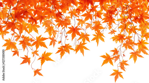 Wallpaper Mural Autumn maple leaves isolated on transparent background. Torontodigital.ca