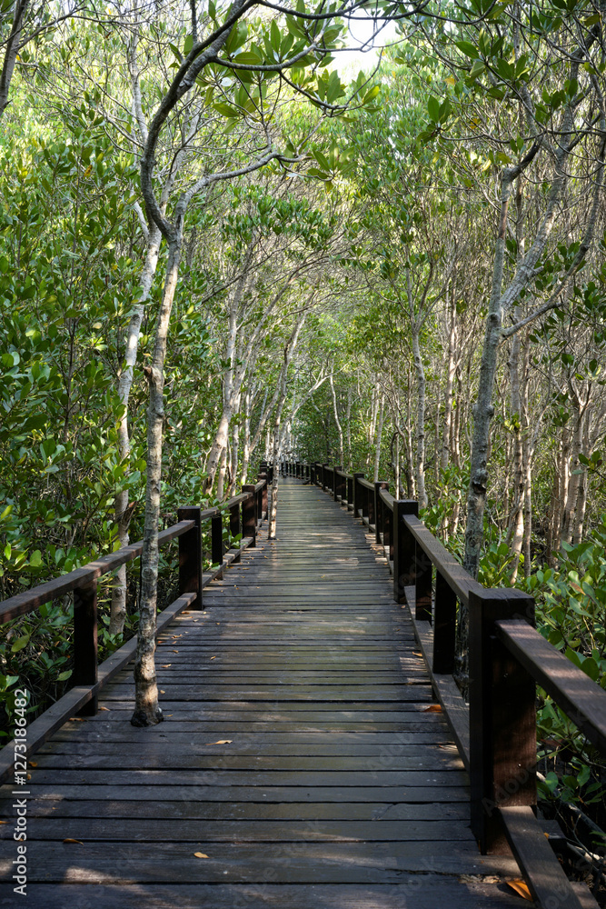 The magic of roots and foliage in Pran Buri National Park The magic of roots and foliage in Pran Buri National Park