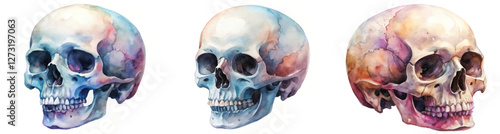 Watercolor skull illustrations, artistic skull designs, anatomical perspective, vibrant color palette, educational art piece.