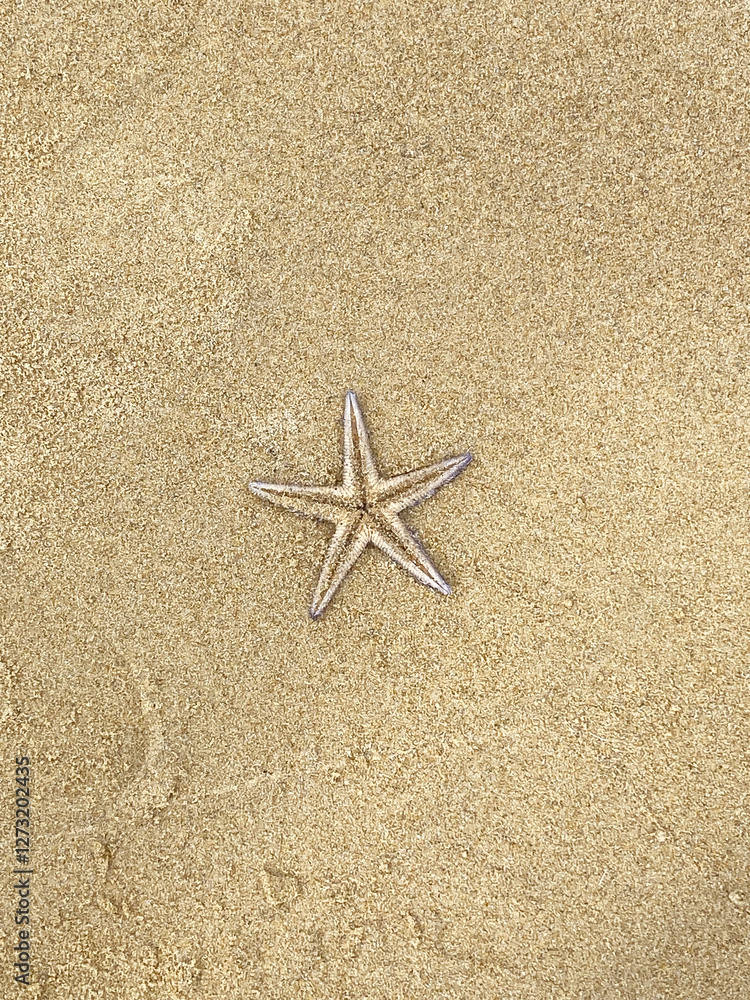 海辺で見つけた綺麗なヒトデの写真