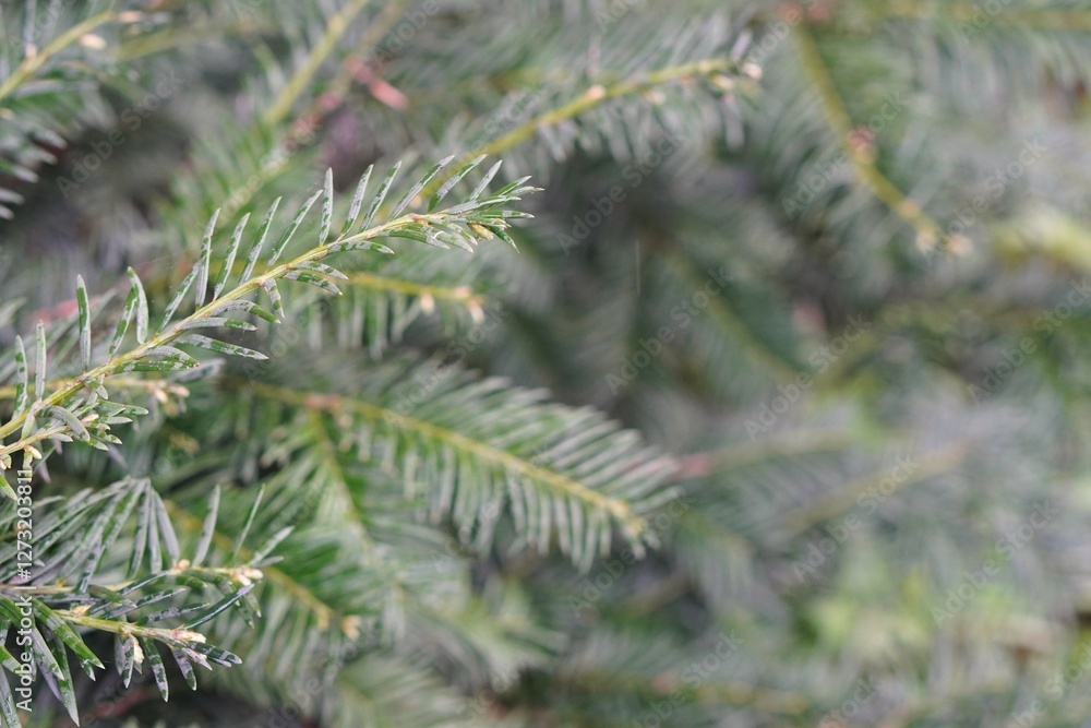 Green Nobilis branches with needles close-up on shrub in ornamental plant nursery with free space to insert text Green Nobilis branches with needles close-up on shrub in ornamental plant nursery with free space to insert text
