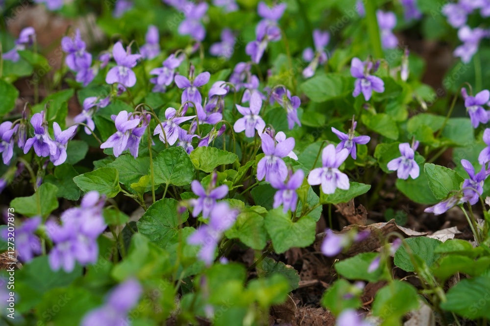 Small violets among green leaves in ornamental plant nursery and botanical garden in spring as a concept for creating natural landscapes Small violets among green leaves in ornamental plant nursery and botanical garden in spring as a concept for creating natural landscapes