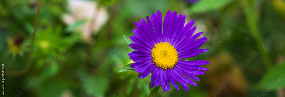 Fototapeta premium Vibrant Spring Flowers in Full Bloom