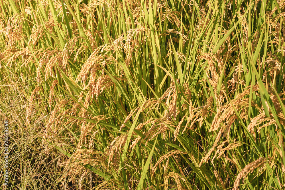 Ears of rice in the evening light, autumn harvest Ears of rice in the evening light, autumn harvest