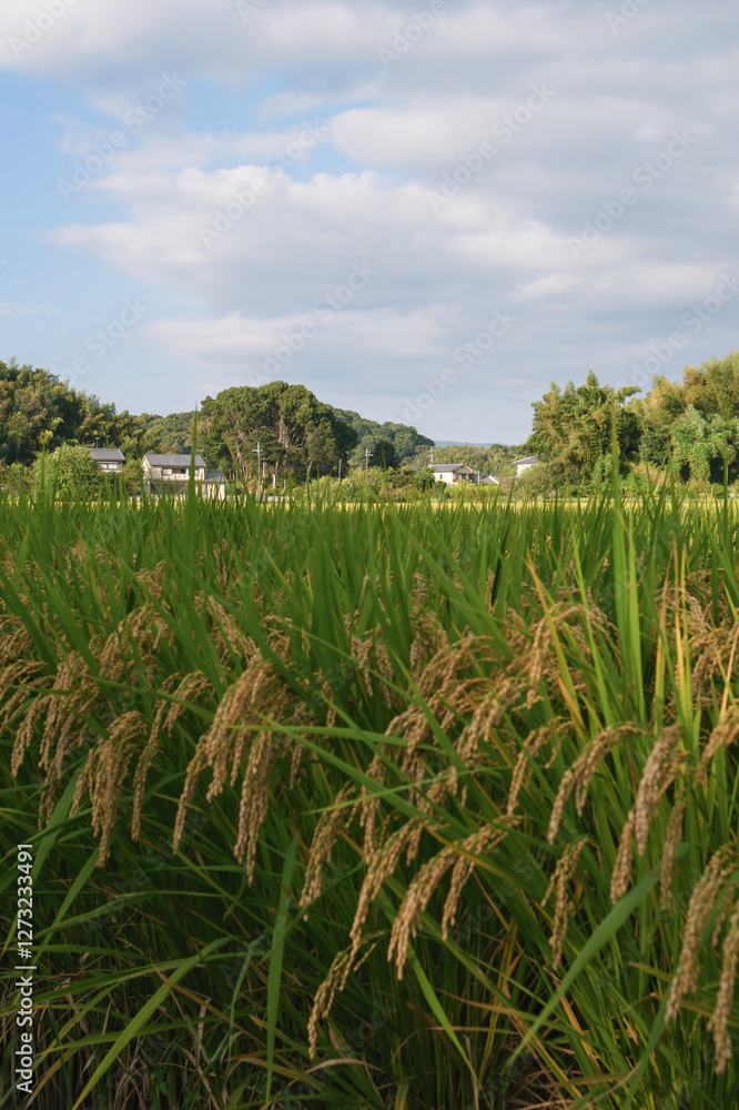 Autumn rural landscape, rice just before harvest, agricultural success Autumn rural landscape, rice just before harvest, agricultural success