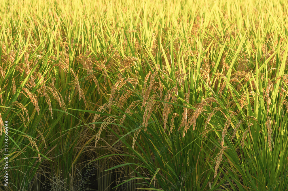Ears of rice in the evening light, autumn harvest Ears of rice in the evening light, autumn harvest