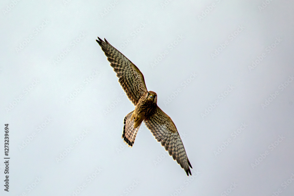 Fototapeta premium Red Tailed Hawk