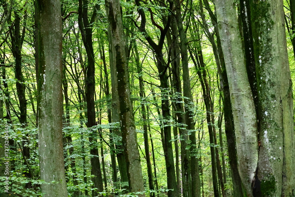 a very green, living forest creating a natural pattern, Sunlit Forest Scene a very green, living forest creating a natural pattern, Sunlit Forest Scene