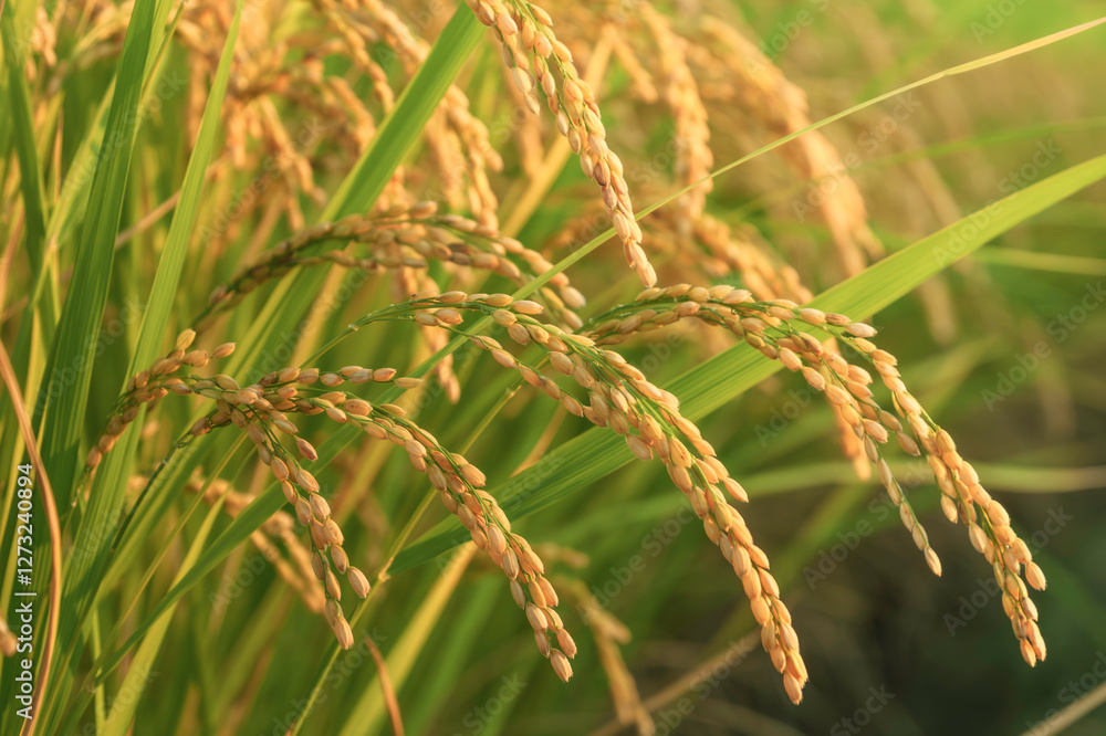 Ears of rice in the evening light, autumn harvest Ears of rice in the evening light, autumn harvest