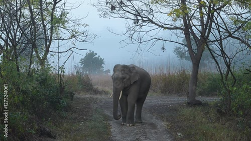 full shot of aggressive wild male tusker asian elephant Elephas maximus roadblock walking head on winter morning season safari dhikala zone jim corbett national park forest reserve uttarakhand india photo