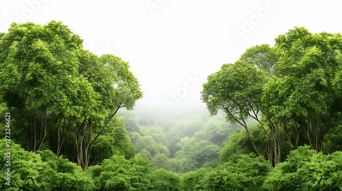 Dense Forest Canopy With Misty Midground photo