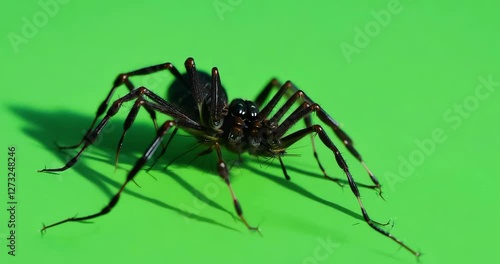 Wallpaper Mural Black Spider Crawling on Green Chroma Key Background  Torontodigital.ca