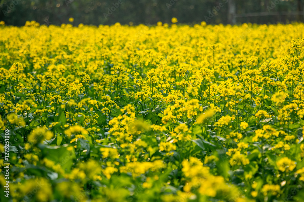 Mustard flowers are amphibious and can self-pollinate and produce oil Mustard flowers are amphibious and can self-pollinate and produce oil