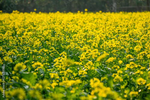 Mustard flowers are amphibious and can self-pollinate and produce oil photo