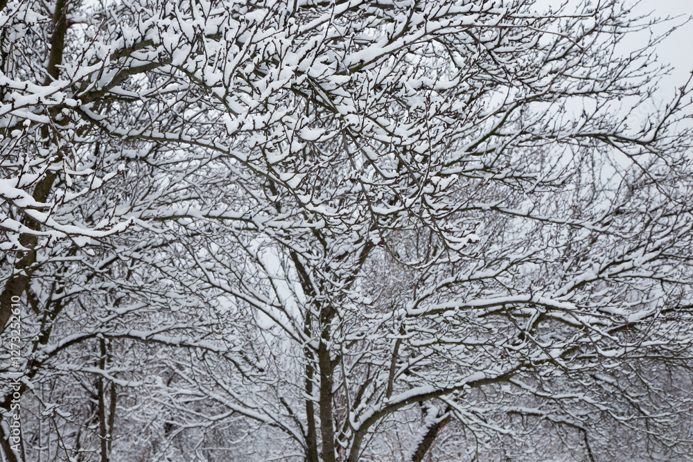 snow covered tree snow covered tree