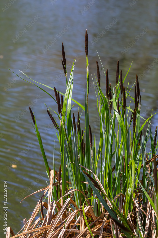 Carex acuta - found growing on the margins of rivers and lakes in the Palaearctic terrestrial ecoregions in beds of wet, alkaline or slightly acid depressions with mineral soil Carex acuta - found growing on the margins of rivers and lakes in the Palaearctic terrestrial ecoregions in beds of wet, alkaline or slightly acid depressions with mineral soil