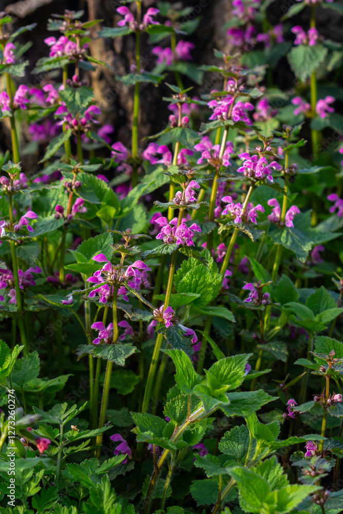 Pink flowers of spotted dead-nettle Lamium maculatum. Medicinal plants in the garden Pink flowers of spotted dead-nettle Lamium maculatum. Medicinal plants in the garden