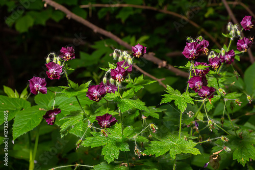 Dark purple dusky flowers in the garden, selective focus with green bokeh background - Geranium faeum photo