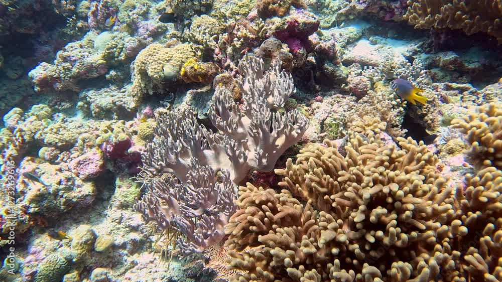 Yellowtail damselfishes swim among soft corals and sea squirts on a reef. Yellowtail damselfishes swim among soft corals and sea squirts on a reef.