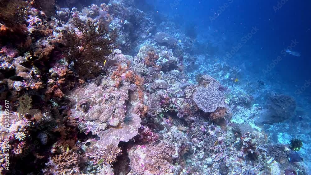 Coral reef in the tropical latitudes gently slopes into the deep blue water. Coral reef in the tropical latitudes gently slopes into the deep blue water.
