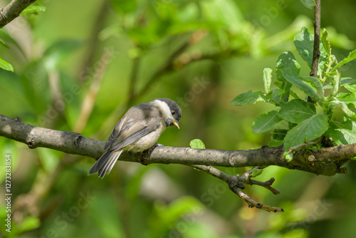 A Willow Tit sitting on a small branch