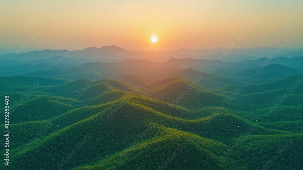 Fototapeta premium Expansive Dawn Forest