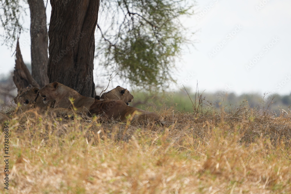 Fototapeta premium pride of lionesses laying under a tree in tarangire national park tanzania, wallpaper, grass