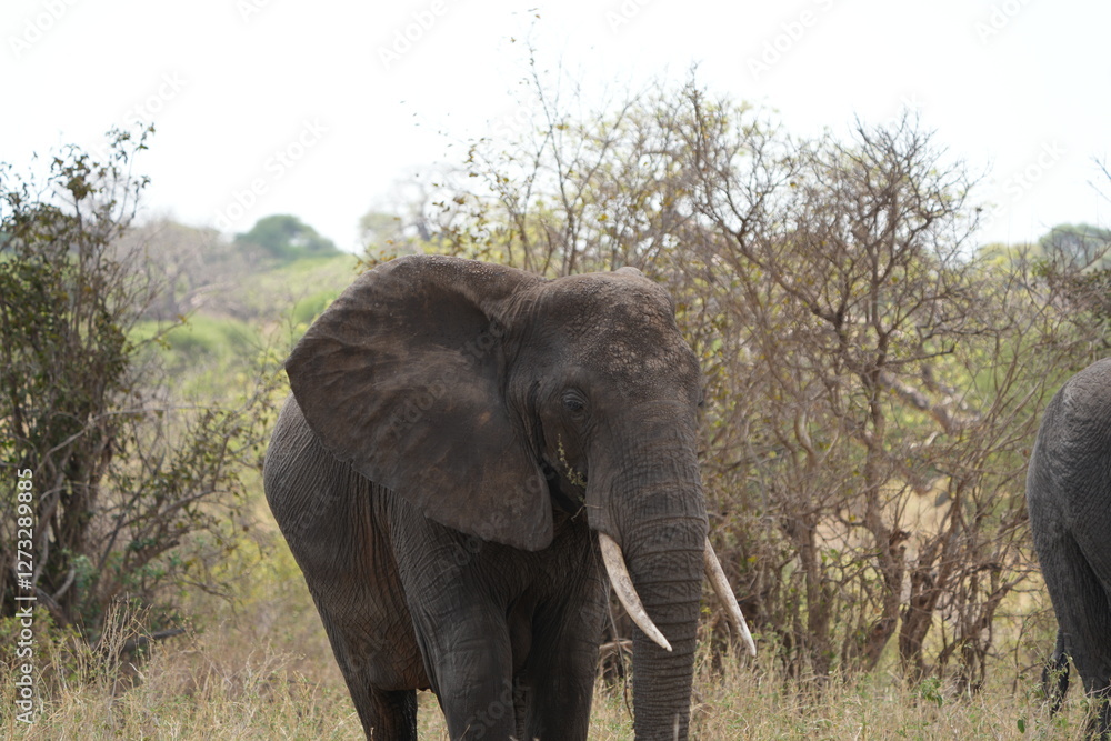 Fototapeta premium portrait of an african elephant in tarangire national park tanzania, safari, wallpaper tourism