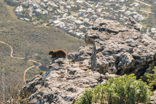 Rock hyrax sitting on a high rocky cliff of Table mountain. Cape Town, South Africa. Procavia capensis. cape hyrax, Afrotheria animals. Cute little animal in natural habitat, wildlife 