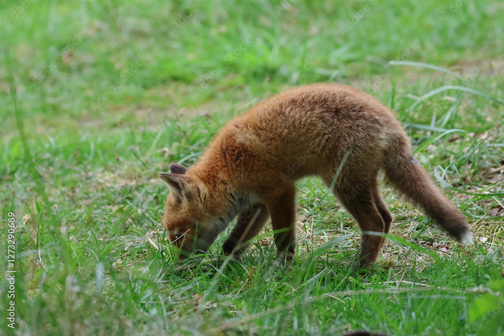 young fox young fox