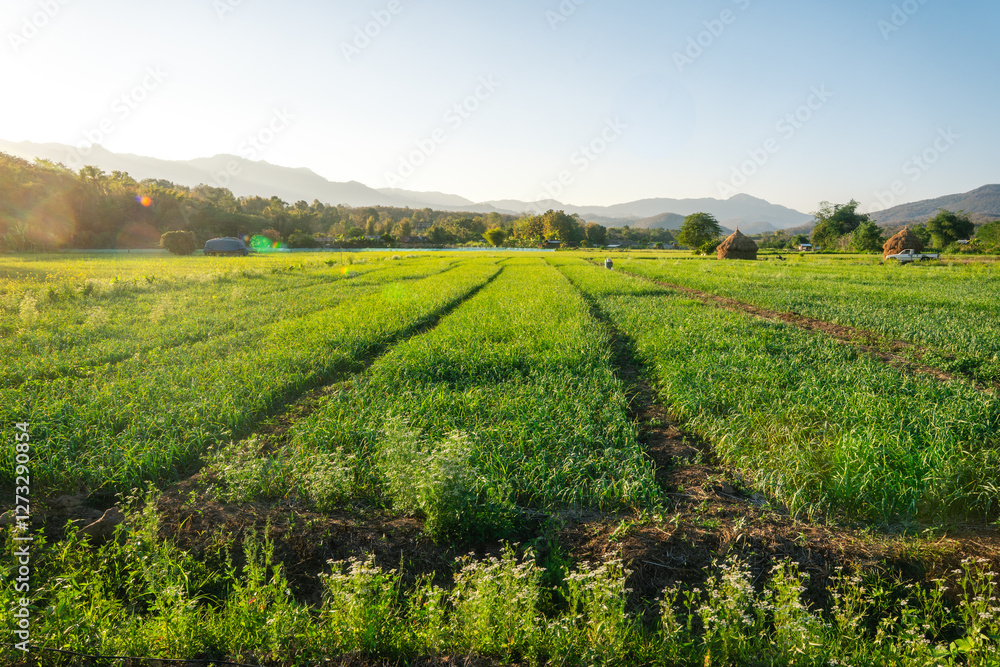 Fototapeta premium Green vegetable plots in the fields in the evening