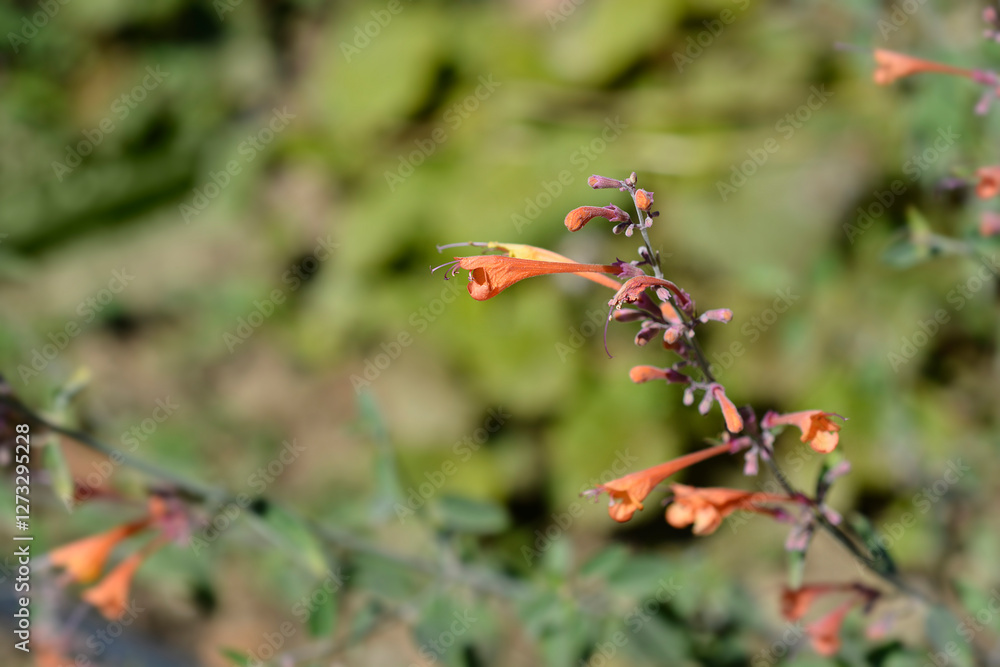 Giant hyssop Apricot Sprite flowers Giant hyssop Apricot Sprite flowers