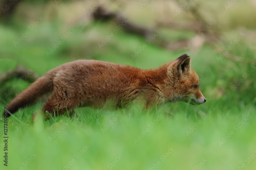 young fox young fox