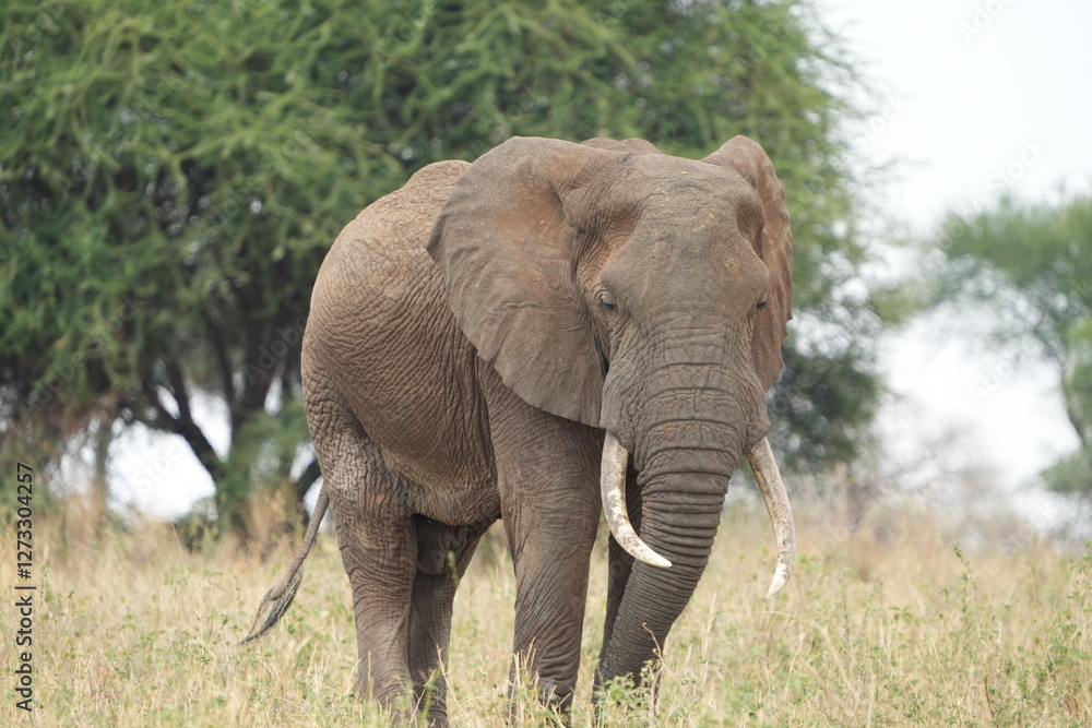 Obraz premium portrait of an african elephant in the tarangire national park tanzania